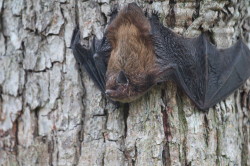 bat, Daubenton's, Bat, Myotis, daubentonii