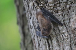 bat, Daubenton's, Bat, Myotis, daubentonii