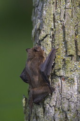 bat, Daubenton's, Bat, Myotis, daubentonii