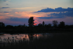 The, pond, in, Mikoszewo