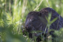 European, Beaver, Castor, fiber, Eurasian, beaver