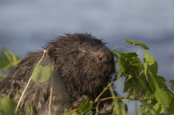 European, Beaver, Castor, fiber, Eurasian, beaver