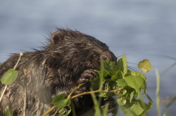 European, Beaver, Castor, fiber, Eurasian, beaver