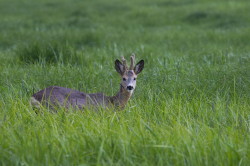 Roe, Deer, Capreolus, capreolus