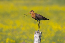 Black-tailed, Godwit, Limosa, limosa