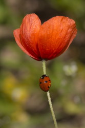 Coccinella, septempunctata, Seven-spot, Ladybird, coleoptera