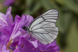 Aporia, crataegi, Black-veined, White, butterfly, lepidoptera