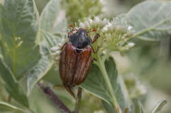 Melolontha, melolontha, Maybug, beetle, Doodlebug, coleoptera