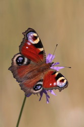 Inachis, io, European, Peacock, Butterfly, lepidoptera