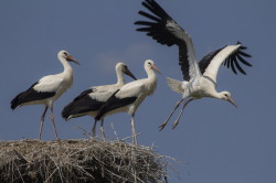 White, Stork, Ciconia, ciconia