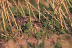 European, Lepus, europaeus, Brown, Hare, Eastern, Jackrabbit