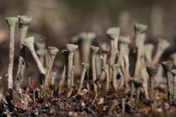 Cup, lichen, Cladonia