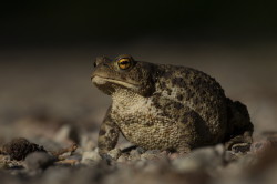 Common, Toad, Bufo, bufo, European, toad