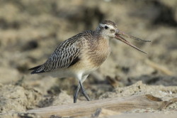 Bar-tailed, Godwit, Limosa, lapponica