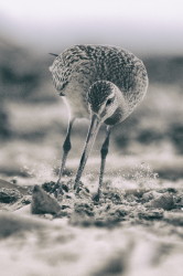 Limosa, lapponica, Bar-tailed, Godwit