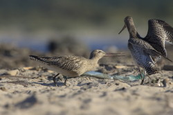 Bar-tailed, Godwit, Limosa, lapponica