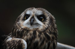 Short-eared, Owl, Asio, flammeus