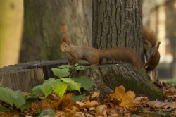 squirrel, Sciurus, vulgaris, Eurasian, Red, Squirrel