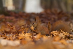 squirrel, Sciurus, vulgaris, Eurasian, Red, Squirrel