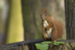 Wiewirka, Sciurus, vulgaris, pospolita, ssaki