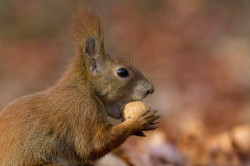 squirrel, Sciurus, vulgaris, Eurasian, Red, Squirrel