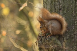 Wiewirka, Sciurus, vulgaris, pospolita, ssaki