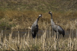 Common, Grus, grus, Eurasian, Crane
