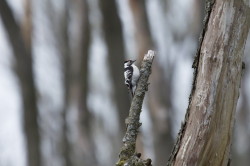 Lesser, Spotted, Woodpecker, Dendrocopos, minor