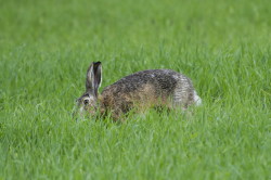 European, Lepus, europaeus, Brown, Hare, Eastern, Jackrabbit