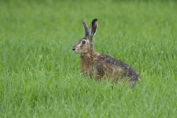 European, Lepus, europaeus, Brown, Hare, Eastern, Jackrabbit