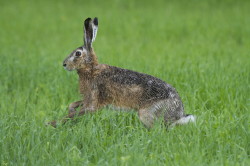 European, Lepus, europaeus, Brown, Hare, Eastern, Jackrabbit