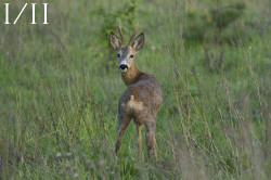 Roe, Deer, Capreolus, capreolus