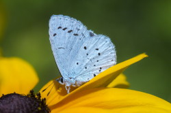 Celastrina, argiolus, Holly, Blue, butterfly, lepidoptera