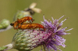 Rhagonycha, fulva, Common, Red, Soldier, Beetle, coleoptera