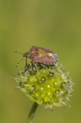 Dolycoris, baccarum, Sloe, Bug, hemiptera