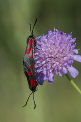 Zygaena, trifolii, Five-spot, Burnet, lepidoptera
