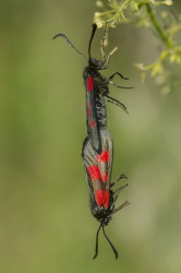 Zygaena, trifolii, Five-spot, Burnet, lepidoptera
