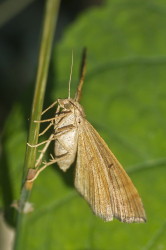 Scotopteryx, chenopodiata, ma, motyl, motyle, owady