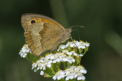 Maniola, jurtina, Meadow, Brown, butterfly, lepidoptera