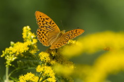 Argynnis, paphia, Silver-washed, Fritillary, lepidoptera