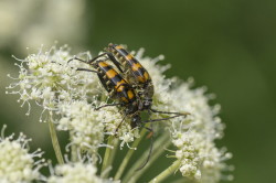 Leptura, quadrifasciata, Longhorn, Beetle, beetle, coleoptera