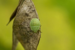 Palomena, prasina, Green, Shield, Bug, hemiptera