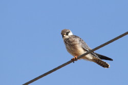 Falco, vespertinus, Western, Red-footed, Falcon
