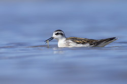 Red-necked, Phalarope, Phalaropus, lobatus