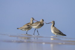 Bar-tailed, Godwit, Limosa, lapponica