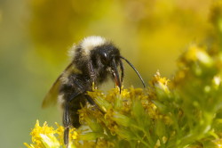 Bombus, sp, Bumblebee, Bumble, Bee, hymenoptera