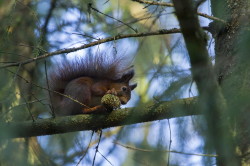 Wiewirka, Sciurus, vulgaris, pospolita, ssaki