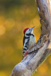 Middle, Spotted, Woodpecker, Dendrocopos, medius