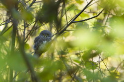 Eurasian, Pygmy, Owl, Glaucidium, passerinum