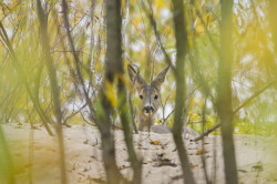 Roe, Deer, Capreolus, capreolus